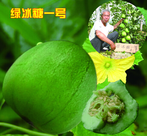 绿冰糖1号（甜瓜类）