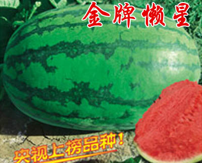 金牌懒星1号(西瓜类)