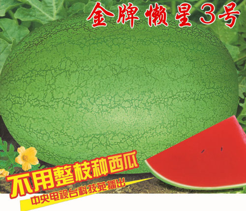 金牌懒星3号(西瓜类)